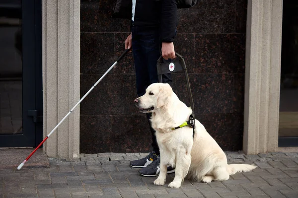 guide dog helping blind person with long cane walking in city