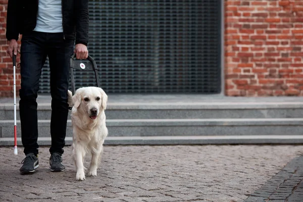 guide dog helps the owner to move freely in big city
