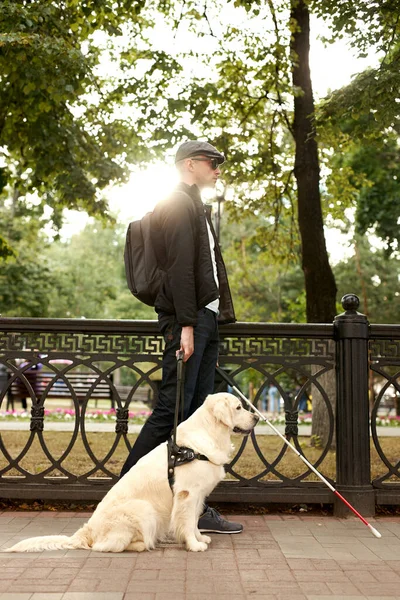 盲導犬の盲導犬 — ストック写真