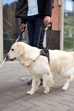 Tanımlanamayan kör adam ve yardımcı köpek rehberi