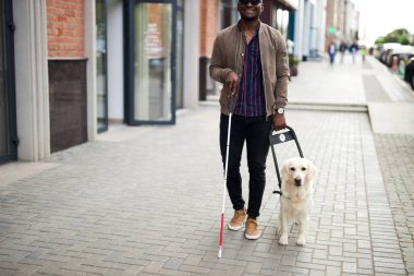 Uzun bastonlu körlere yardım eden rehber köpek şehirde yürüyor.