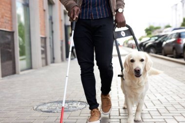 Golden Retriever siyah afro adama yardım ediyor.
