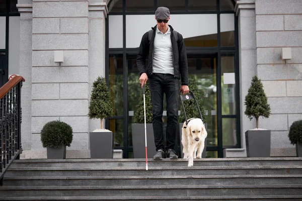 Guide dog helps the owner down the stairs — Stock Photo, Image