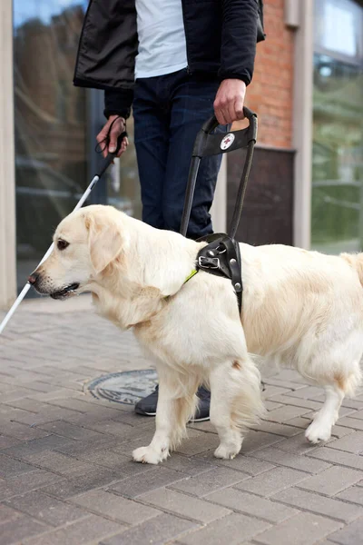 Unrecognizable blind man with helpful dog guide — Stock Photo, Image