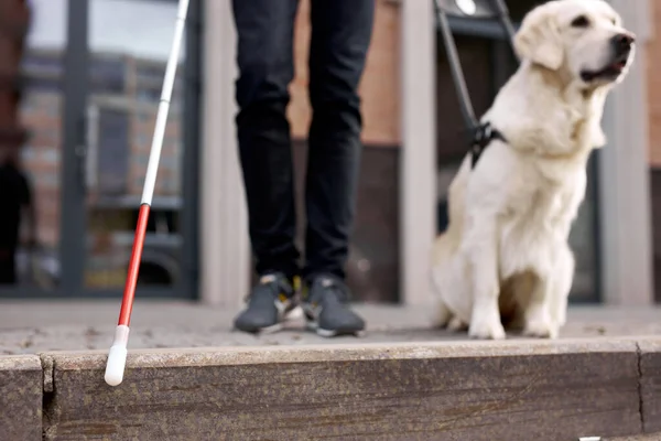Careful guide dog helping blind man in city — Stock Photo, Image