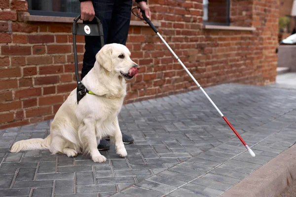 young blind man with stick and guide dog walking