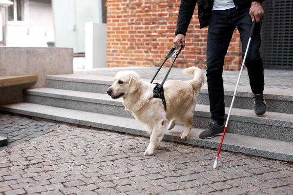 Ciego con discapacidad bajando las escaleras con un perro guía — Foto de Stock
