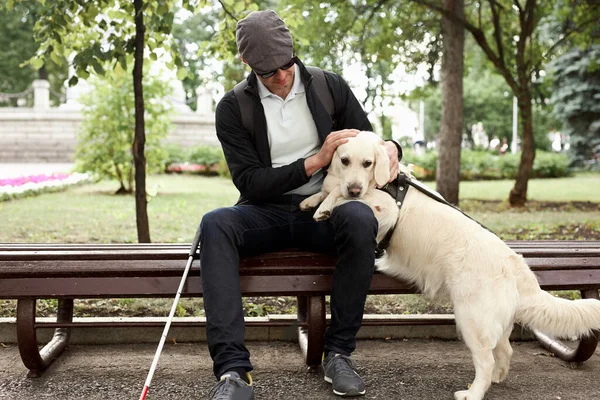 盲導犬を撫でてお気に入りのペットを世話し — ストック写真