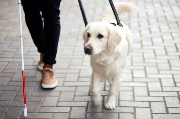 Обережний собака-поводир допомагає сліпому в місті — стокове фото