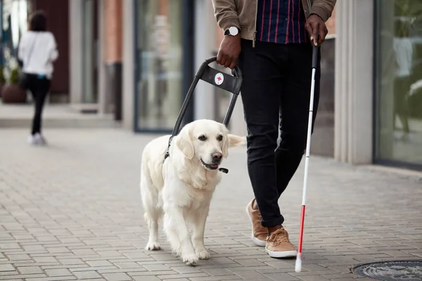 Golden Retriever bir insanın caddede yol almasına yardım eder.
