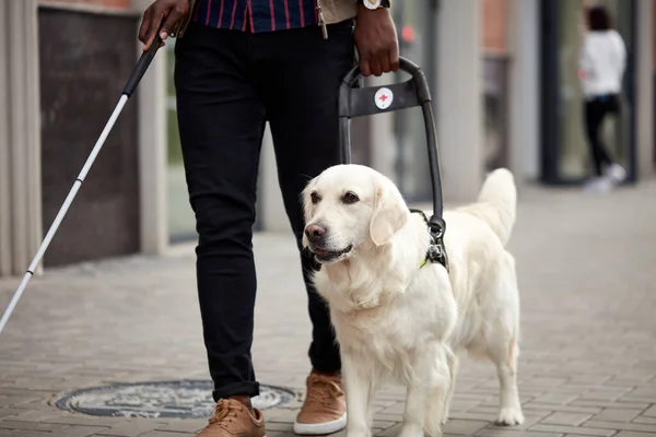Молодий сліпий чоловік з палицею і провідником собака ходить — стокове фото