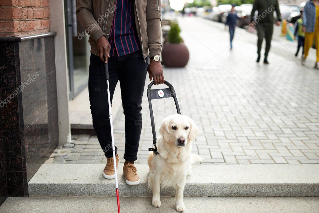 guide dog helps the owner to move freely in big city