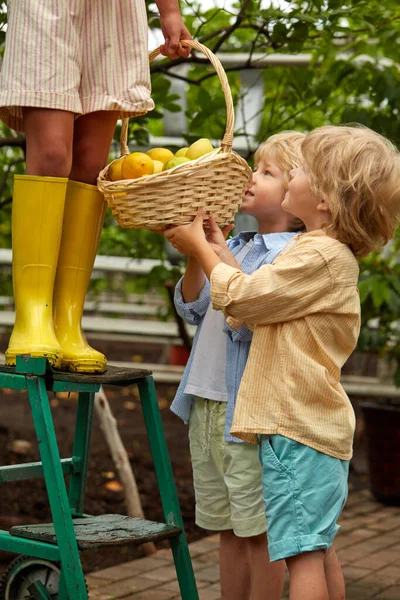 İki beyaz çocuk bahçede limon dolu sepeti tutmaya yardım ediyor. — Stok fotoğraf