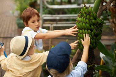 Bir grup farklı çocuk seradaki egzotik bitki ağaçlarına dokunuyor.