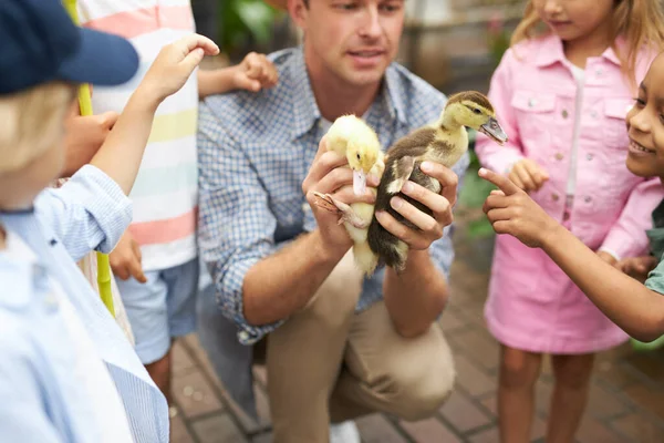 Genç öğretmen gezinti sırasında çocuklara küçük ördekleri gösterir. — Stok fotoğraf