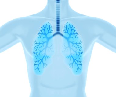 Clean and healthy lungs.3D illustration clipart
