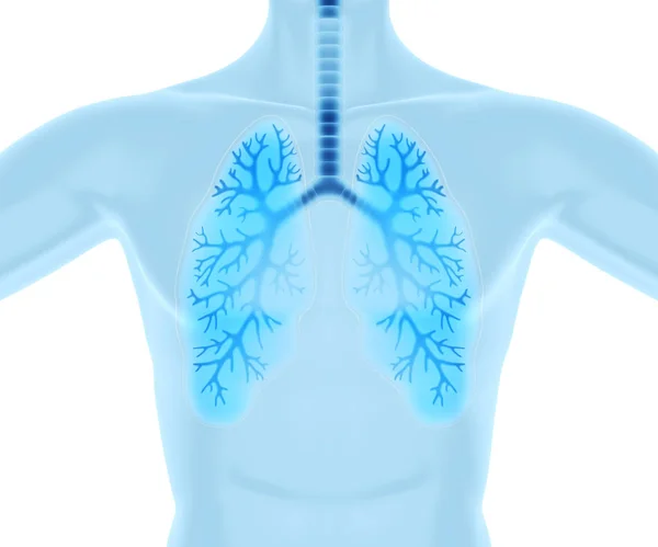 Clean Healthy Lungs Illustration — Stock Photo, Image