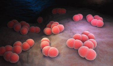 Neisseria meningitidis veya Meningokoksik menenjit ve diğer formlarda meningokok hastalık neden olabilir bir bakteridir. 3D çizim