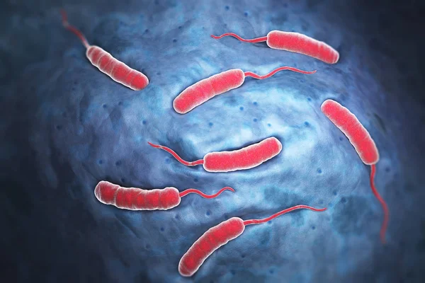 Cholerae Bacteria Which Causes Cholera Illustration — Stock Photo, Image