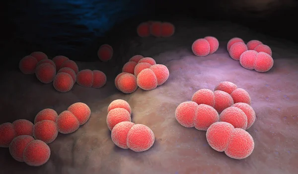 Neisseria Meningitidis Meningococo Una Bacteria Que Puede Causar Meningitis Otras —  Fotos de Stock