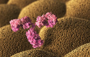 İnsan antikoru (immünglobulin). 3D çizim