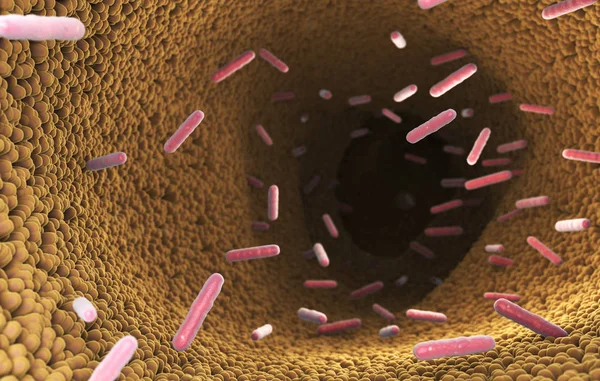 Bacterias Intestino Del Sistema Digestivo Ilustración —  Fotos de Stock