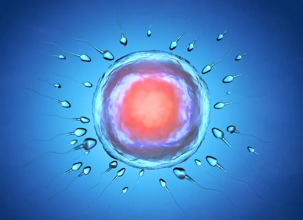 Ілюстрація сперми і яйцеклітини — стокове фото