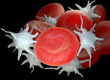 Red blood cells and activated platelets or thrombocytes clipart