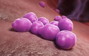 Huş Ağacı Polen taneleri