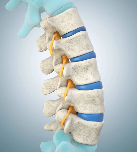 Human lumbar spine model demonstrating normal discs — Stock Photo, Image