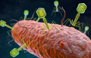 Bacteriophage virus attacking a bacterium clipart
