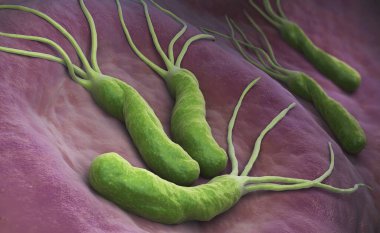 Helicobacter Pylori midede bulunan bir Gram-negatif mikro-havacılık bakterisidir. 3B illüstrasyon