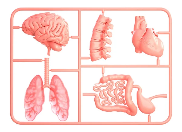 Yedek Organları Olan Bir Model Seti Beyaz Üzerine Izole Edilmiş — Stok fotoğraf