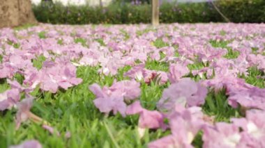 Pembe çiçekler Tabebuia rosea çiçeği yeşil çim Solana.