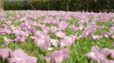 Pembe çiçekler Tabebuia rosea çiçeği yeşil çim Solana.