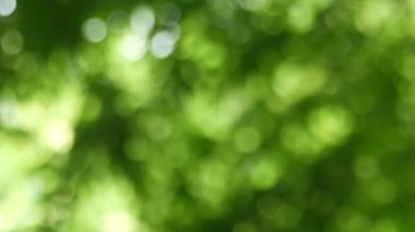 yeşil bokeh soyut arkaplan