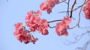 pembe çiçekler tabebuia rosea çiçeği