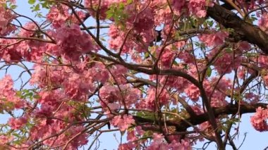 pembe çiçekler tabebuia rosea çiçeği