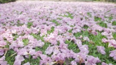 Pembe çiçekler Tabebuia rosea çiçeği yeşil çim Solana.