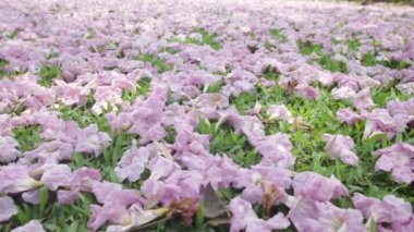 Pembe çiçekler Tabebuia rosea çiçeği yeşil çim Solana.