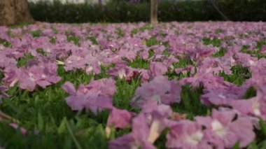 Pembe çiçekler Tabebuia rosea çiçeği yeşil çim Solana.