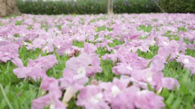 Pembe çiçekler Tabebuia rosea çiçeği yeşil çim Solana.