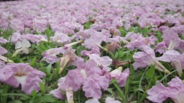 Pembe çiçekler Tabebuia rosea çiçeği yeşil çim Solana.