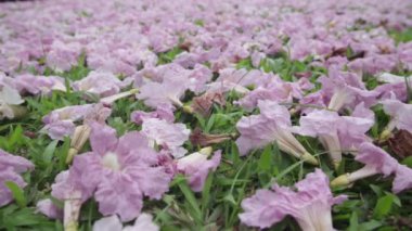 Pembe çiçekler Tabebuia rosea çiçeği yeşil çim Solana.