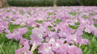 Pembe çiçekler Tabebuia rosea çiçeği yeşil çim Solana.