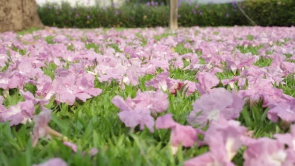 Roze Bloemen Tabebuia Rosea Bloesem Verwelkt Het Groene Gras — Stockvideo