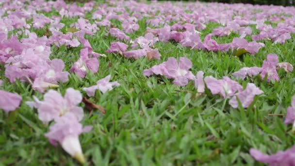 緑の草にピンク花 Tabebuia バラ色の花がしおれた — ストック動画