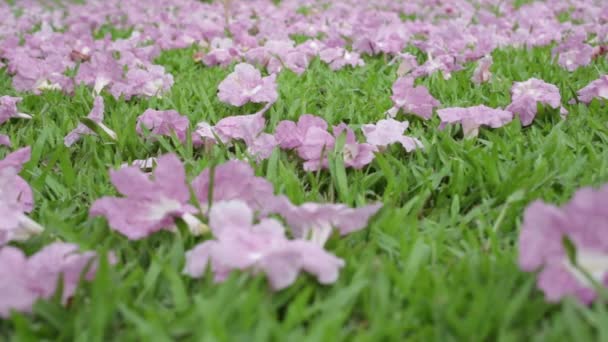 Pink Flowers Tabebuia Rosea Blossom Wilted Green Grass — Stock Video