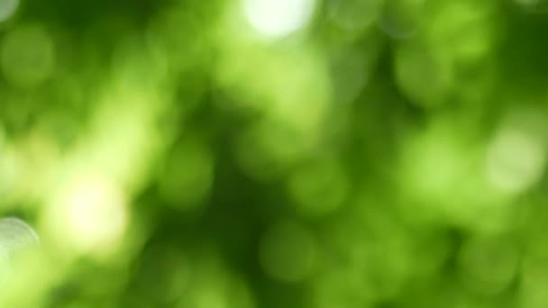 Green Bokeh Abstract Background — Stock Video
