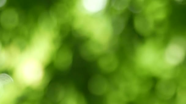 Bokeh Verde Fundo Abstrato — Vídeo de Stock